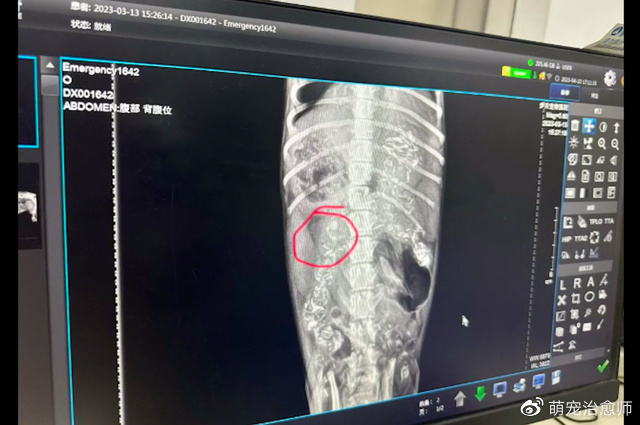 宠物拍片检查