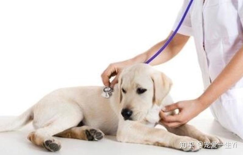 犬瘟细小治疗